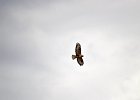 Arendbuizerd (long-legged buzzard) (buteo rufinus) - kloof bij Yolin Am (3)
